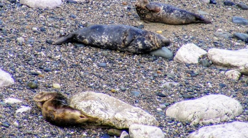 3 grey seal lying on a beach