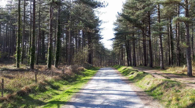 A picture of a path through Newborough Forest