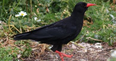 A Chough on the cliffs of South Stack