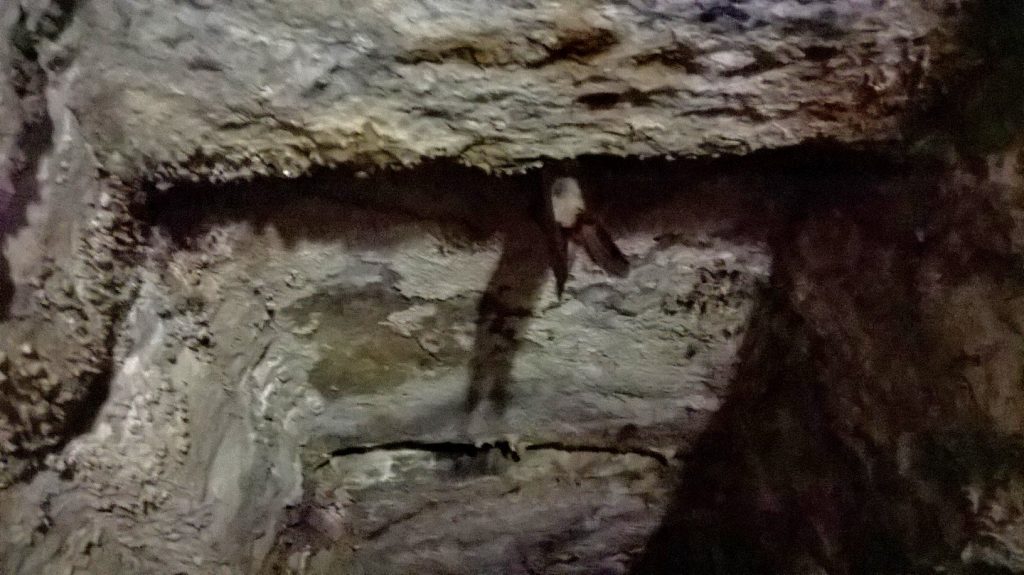 The picture shows a bat hanging from a tunnel wall in Beaumaris Castle