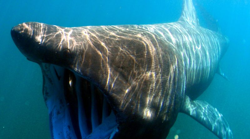 A basking shark swimming with its mouth open, filter feeding in the sea