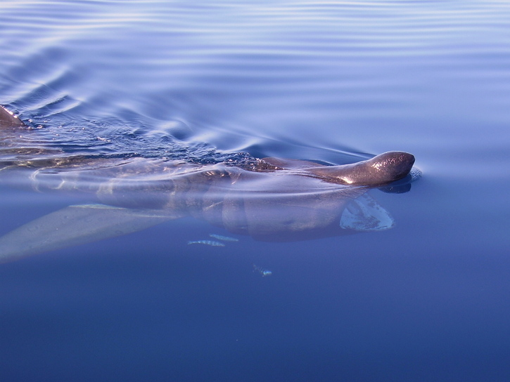 A basking shark filter feeding at the waters surface, its nose sticking out of the water