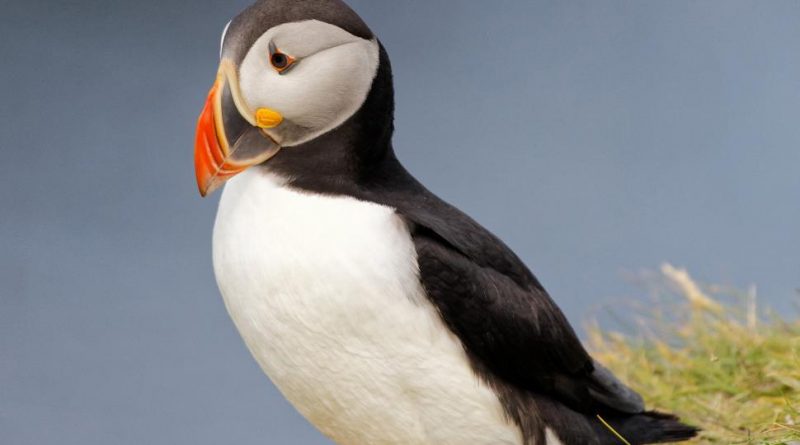 a picture of a solitary puffin