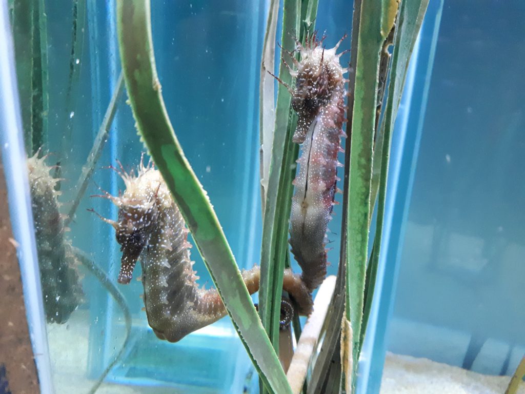 A picture of the seahorse exhibit at Anglesey Sea Zoo