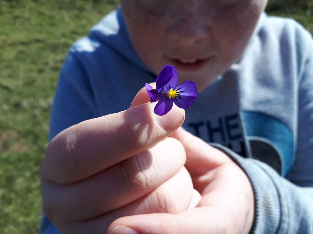 A young boy holding a small purple flower he just found during summer in Anglesey