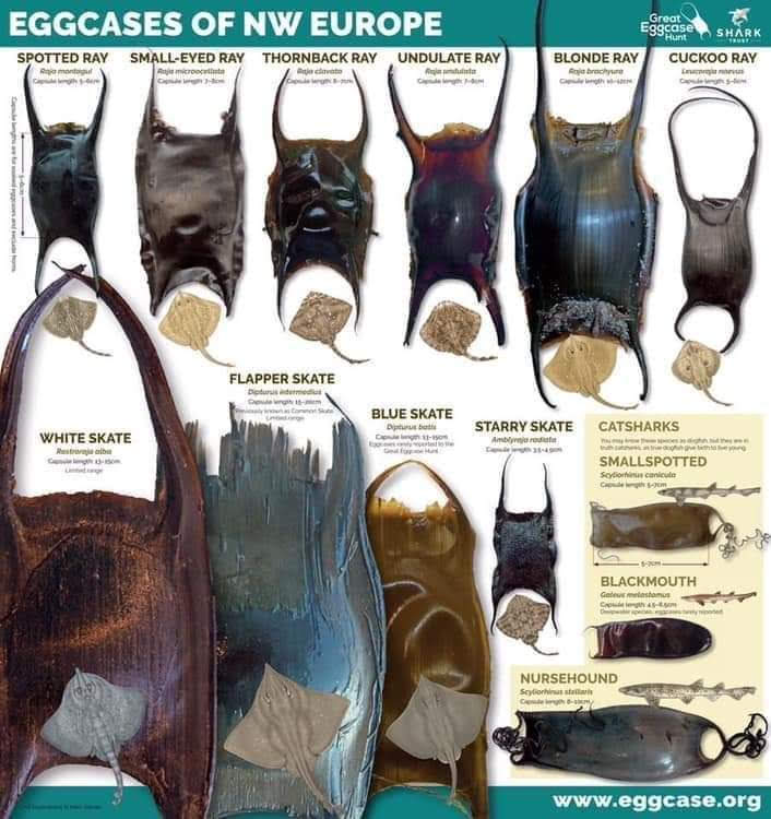 BC Shark and Skate Reports: Mermaid's Purses